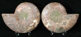 Polished Ammonite Pair - Million Years #15890-1